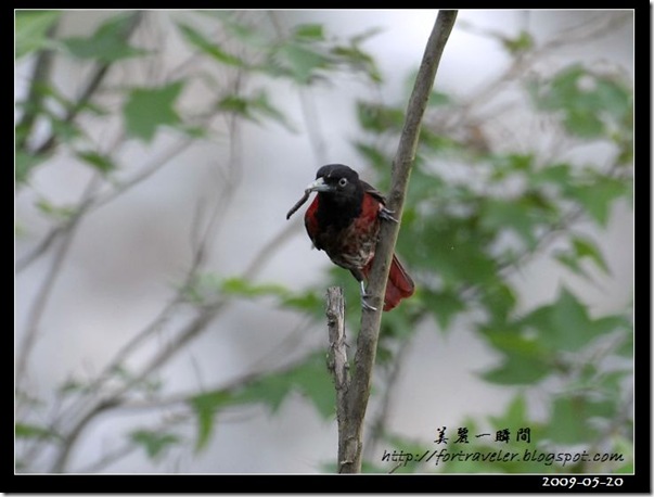 朱鸝(2009-05-20鯉魚山)1224