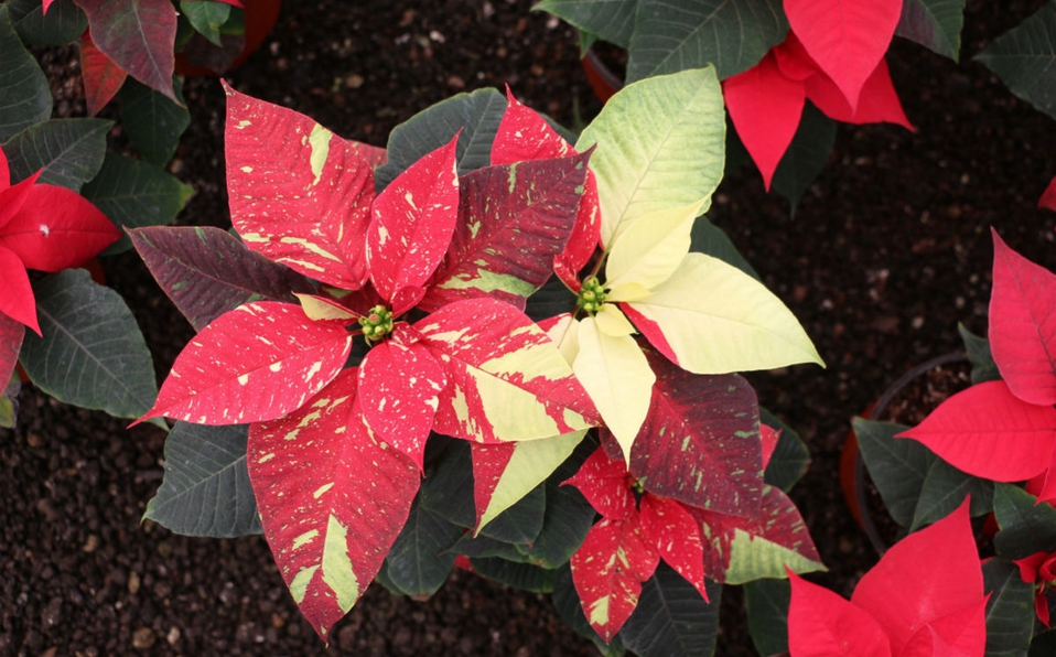 La historia de la nochebuena, una flor mexicana