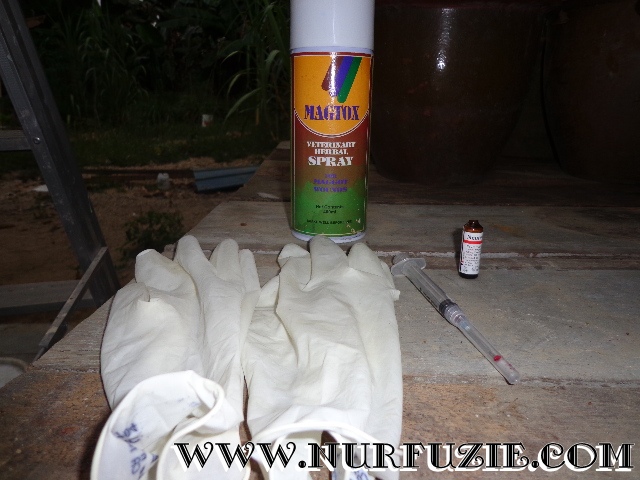 Rawatan Untuk Chiki ( Anjing Belaan Cik En) - Nurfuzie.com