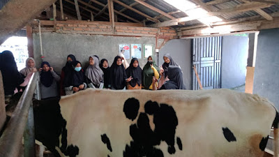 Belajar Tentang Susu Sapi, Santri Kauman Padang Panjang Wisata Edukasi di Serambi Milk