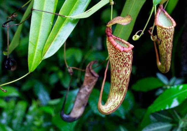 Contoh Teks Laporan Hasil Observasi Tentang Tumbuhan 