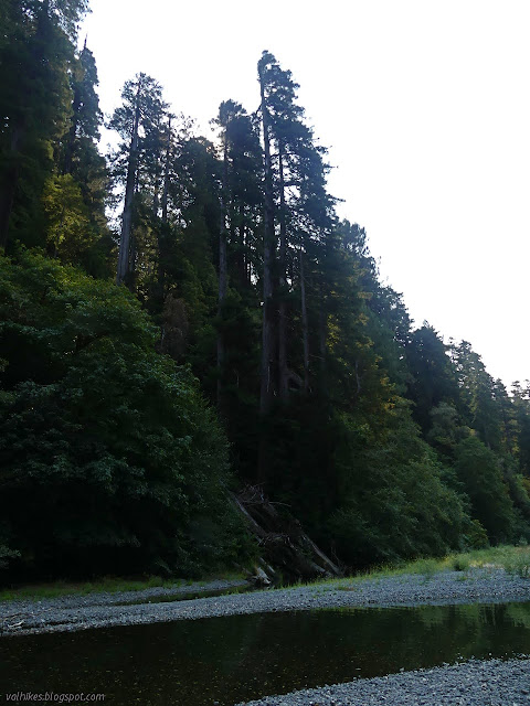 fallen trees beside quite tall ones