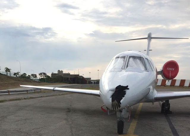 Avión atacado por un zamuro en Aeropuerto de Maiquetía