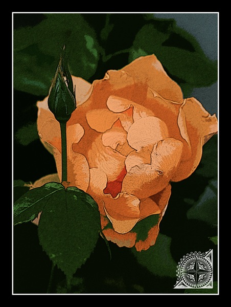 Vintage peach rose