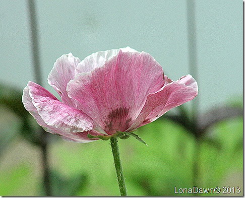 Poppy_Papavera_Bolero2