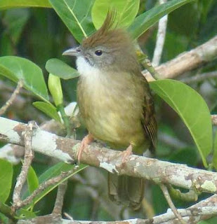 4 jenis burung cucak yang mirip dengan cucak jenggot