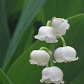 野の花（スズラン）のアイコン