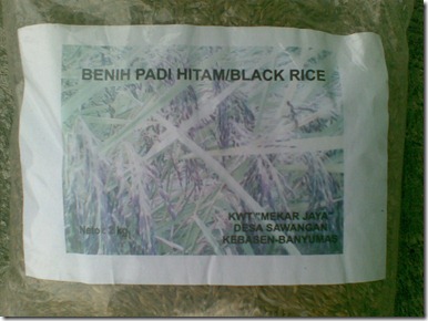 Benih padi hitam