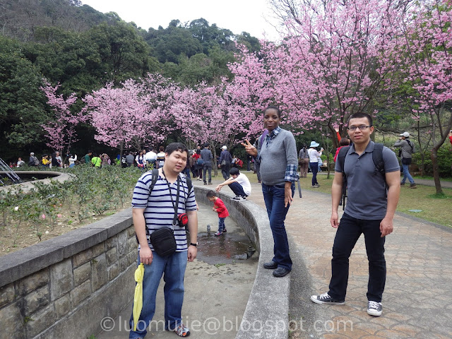 Yangmingshan cherry blossom