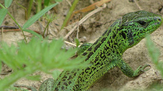 Lacerta agilis chersonensis male DSC17420