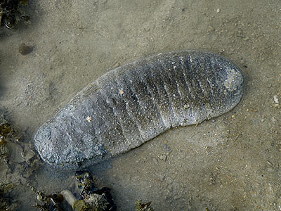 Sandfish Sea Cucumber (Holothuria  scabra)