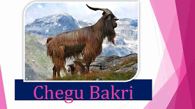 Chegu_Bakri