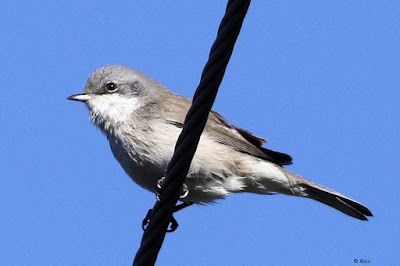 Lesser Whitethroat - winter visitor