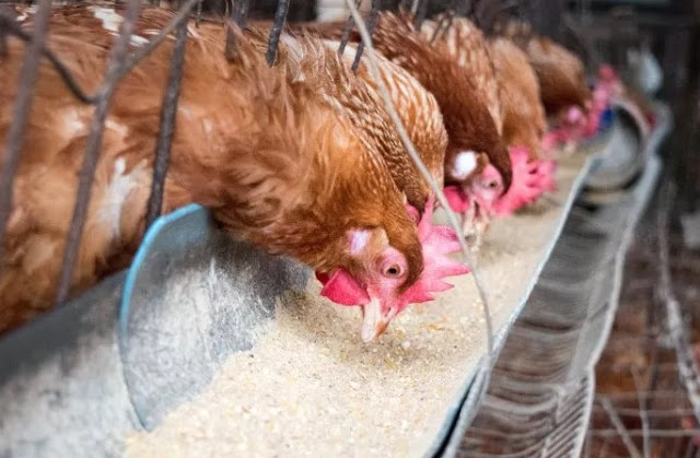 Inilah Penyebab Ayam Sehat Tapi Tidak Mau Makan