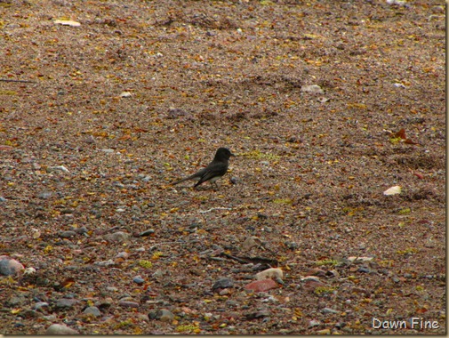 cienaga birding with Kathie_036