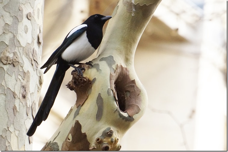 paris 2012 magpie 123012 00003