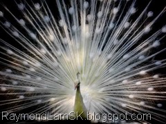 peacock-white-open-feather