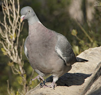 Paloma torcaz (Columba palumbus) 