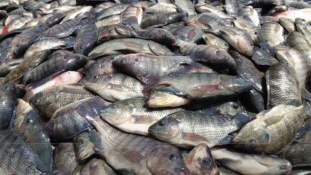 Dtetapkan Sebagai Kampung Nila Salin, Petani Ikan Indramayu Optimis Produksi Bisa Bersaing     
