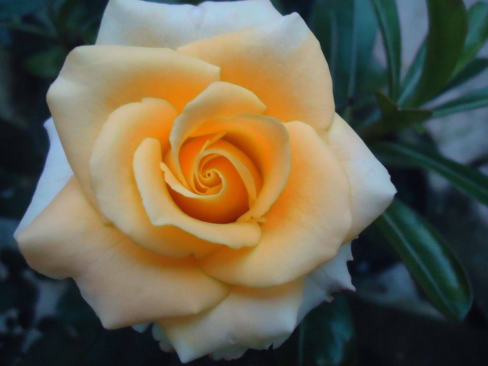 Wallpaper Bunga Mawar Orange Putih - Rumah Daun Muda
