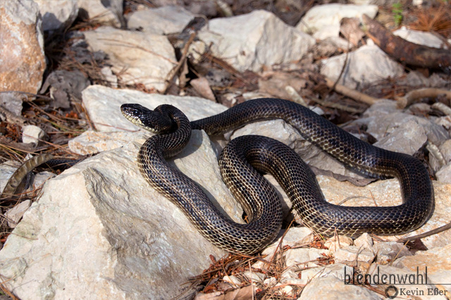 Vierstreifennatter - Elaphe quatuorlineata