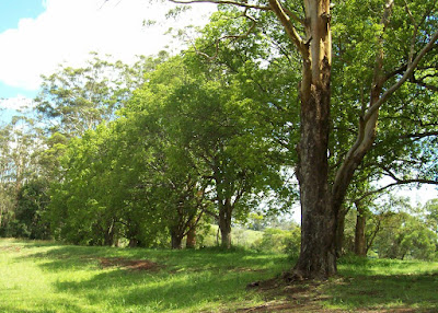 row of trees camphor lauryl green contrast stark oldf