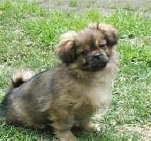 Tibetan Spaniel Puppy Picture