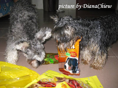 Silky-Terrier Miniature-Schnauzer