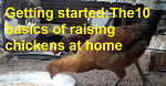 Getting started:The10 basics of raising chickens at home