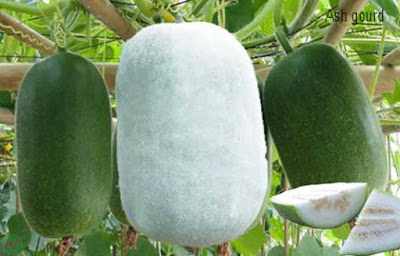 চাল কুমড়া, জালি কুমড়া, Ash gourd; الرماد القرع; 冬瓜; Aschekürbis; राख लौकी; アッシュひょうたん; Calabaza de ceniza