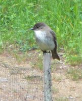 photo of an eastern phoebe on a fence post