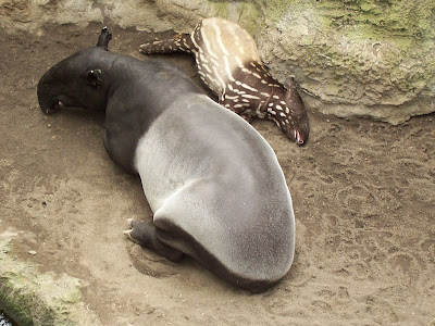 Tapir 