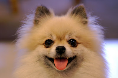 pomeranian dog wallpaper