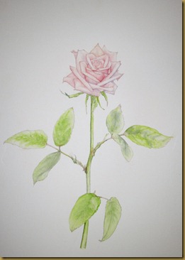 20120212バラDSC05221