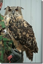 european eagle owl