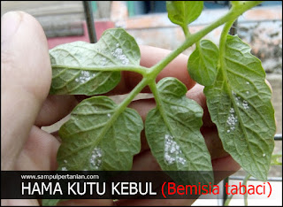 Kutu kebul (Bemisia tabaci) hama penting dalam tanaman budidaya