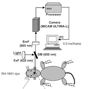 Figure showing scientific method in which rat is made entirely out of ovals.