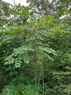 Аралия высокая / Аралия маньчжурская (Aralia elata, =Aralia mandshurica)