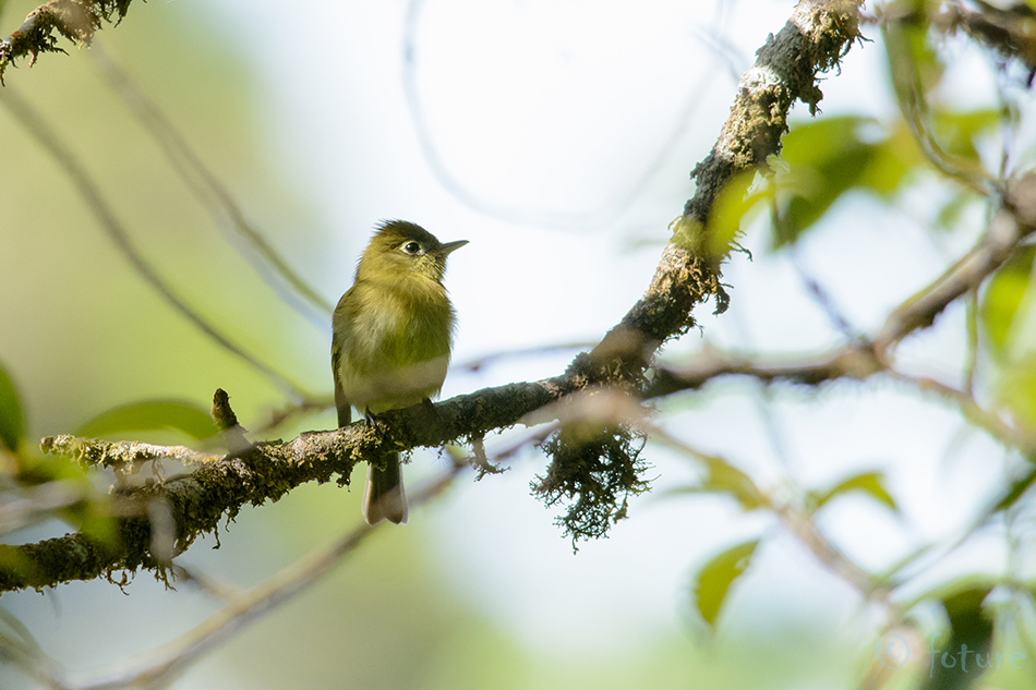 Keskameerika Salutikat, Empidonax flavescens, Yellowish Flycatcher, tikat, Interior, Ponderosa