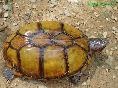 Kinosternon cruentatum - Tortuga candado