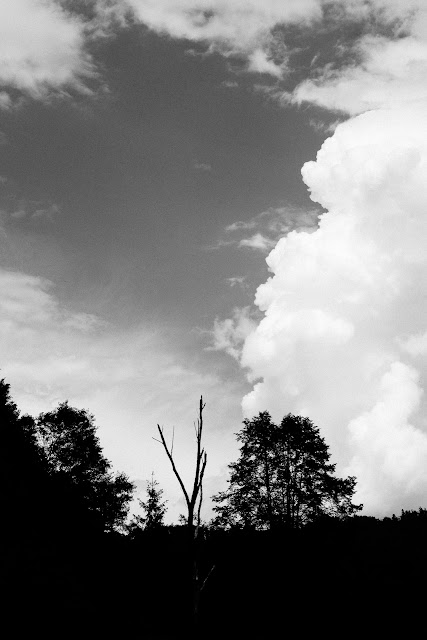 Dwa drzewa. Koncepcyjna fotografia krajobrazu. Nad brzegiem Dunajca. Pieniny. fot. Łukasz Cyrus