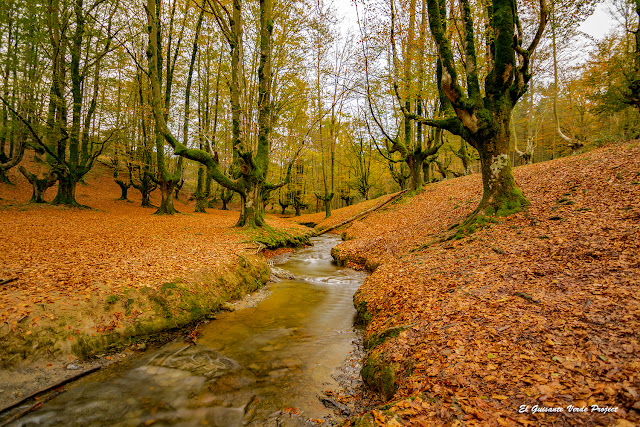 Parque Natural del Gorbea - Hayedo de Otzarreta por El Guisante Verde Project