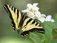 Western Tiger Swallowtail