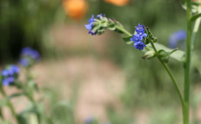 Anchusa Officinalis Flowers Pictures