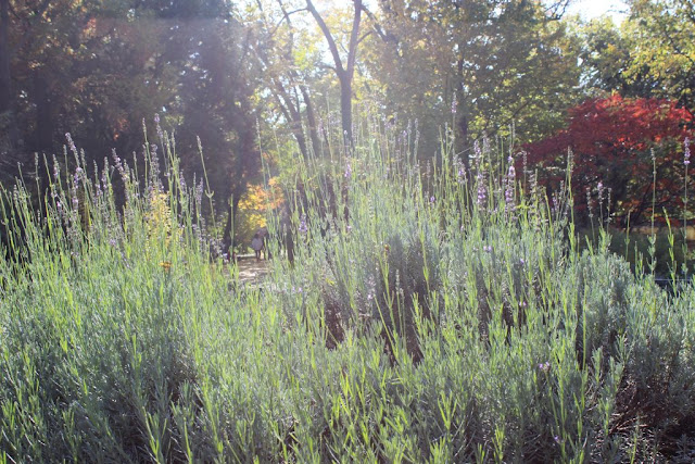 lumina toamna, lavanda, lavandula officinalis, flori toamna, parfum, miros, gradina aromatice, plante gradina design, amenajari gradini.