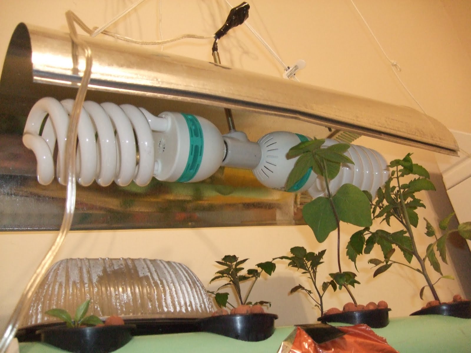 Aquaponics: DIY CFL Light system
