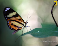 Borboleta Hypothyris Ninonia Daeta