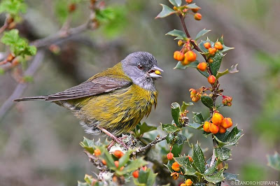 american birds Patagonian Sierra Finch