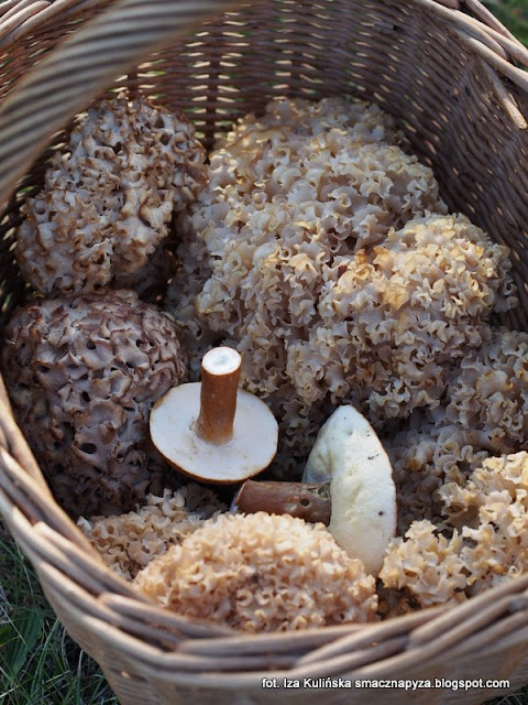 grzyby podlasia, jesienne grzybobranie, podlasie 2016, urlop w lesie, na grzyby, grzyby gatunkami, puszcza białowieska, siedzuń sosnowy, piaskowiec kasztanowaty