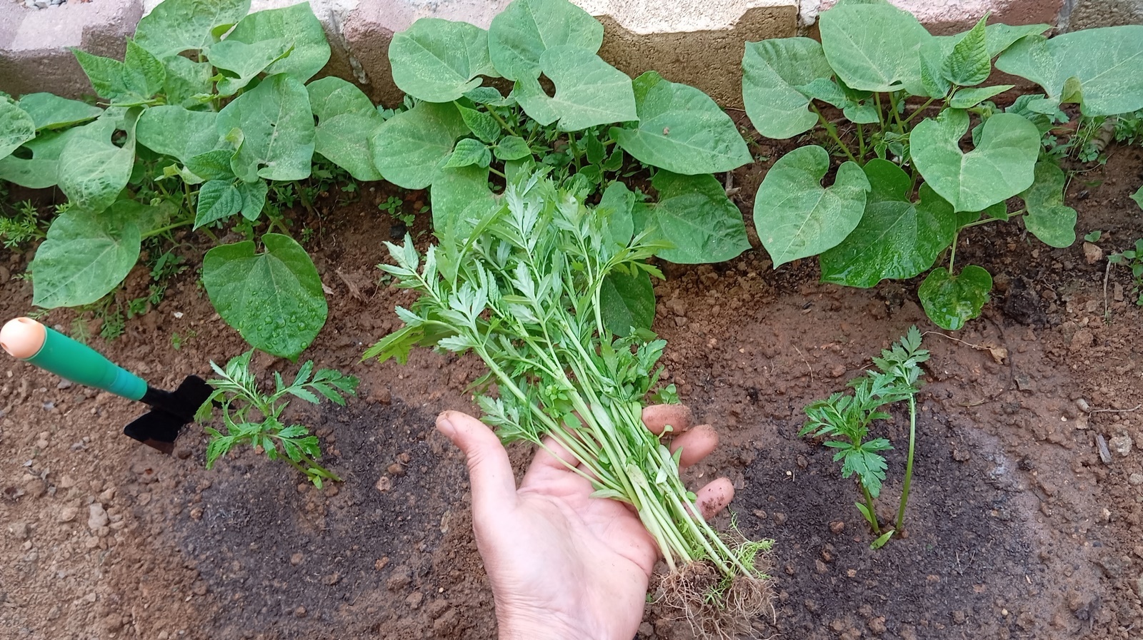 In this informative video, we will show you the benefits of companion planting and how it can help your garden flourish. By placing marigold seedlings near your beans, not only will you create a visually stunning garden, but you will also increase productivity by maximizing the space and resources available.